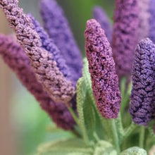 Crochet Lavender Flower